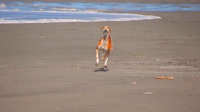 The Ancient Saluki смотреть онлайн