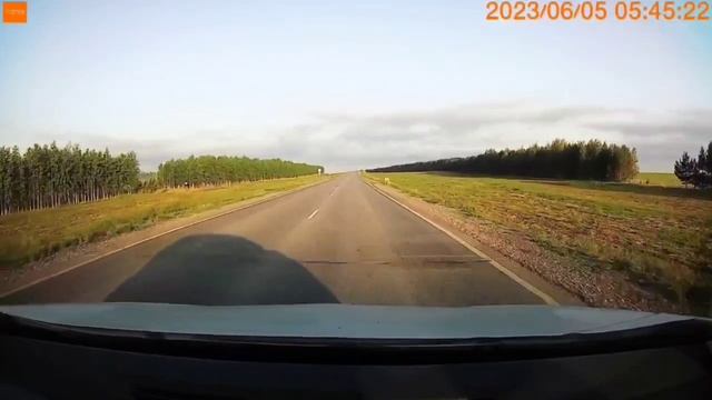 правильный пешеход #косуля #регистратор #roe ## смотреть онлайн