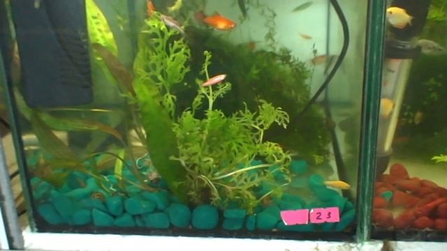 Рыбки макрогнатус и данио. смотреть онлайн