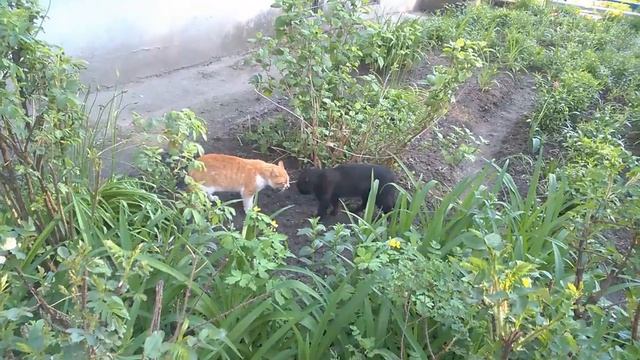 Los Mashos