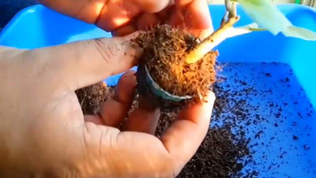 Multiple Bonsai Updates - Part 1 смотреть онлайн