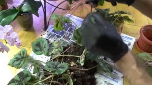 Бегония Мэсона . Омоложение. Пересадка.Размножение.