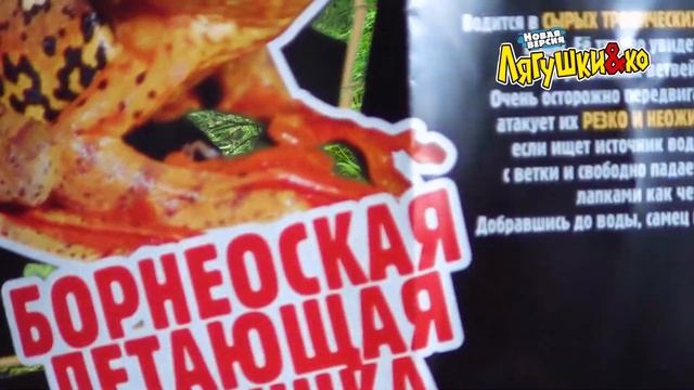 Деагостини ЛЯГУШКИ и Ко БОРНЕОСКАЯ ЛЕТАЮЩАЯ ЛЯГУШКА Deagostini распаковка смотреть онлайн
