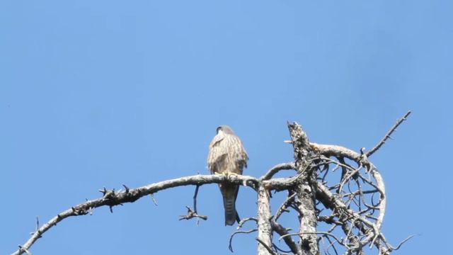Eleonora's Falcon (Falco eleonorae) on Mount Olympus-Hellas смотреть онлайн