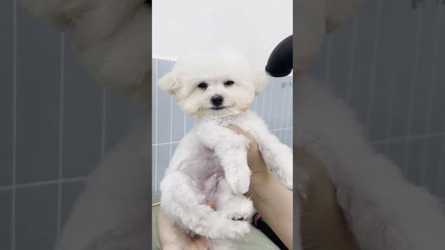 ㅋㅋ 꿈이 머리 털 잘라서 ㅋㅋ #꿈이누나 смотреть онлайн