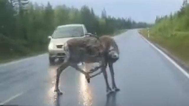 Чудо лось смотреть онлайн