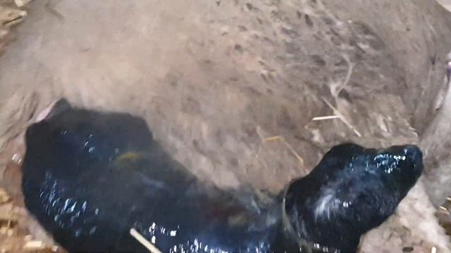 Окот овцы за 3 минуты... смотреть онлайн