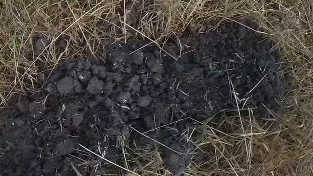 Коты приперлись на участок. Рассада томатов. Знания! смотреть онлайн