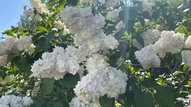 VLOG 115: Александро-Невская Лавра в обрамлении сирени! Санкт-Петербург, лето 2023 смотреть онлайн