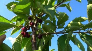 Черешня КАНАДА ГИГАНТ, БИНГ, САМБА / Одни из лучших среднеранних сортов