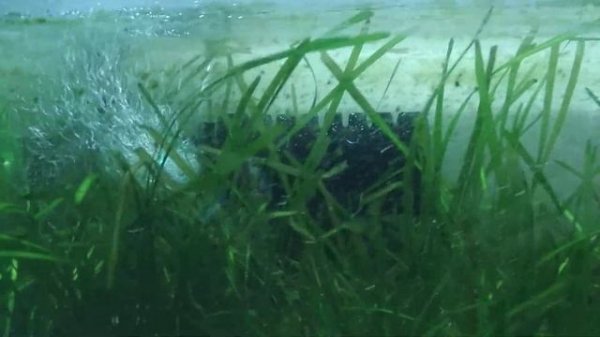 Barbus PUMP 007 - Когда не рассчитал мощность...