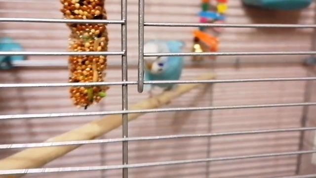 Нужно ли накрывать клетку попугая на ночь? смотреть онлайн