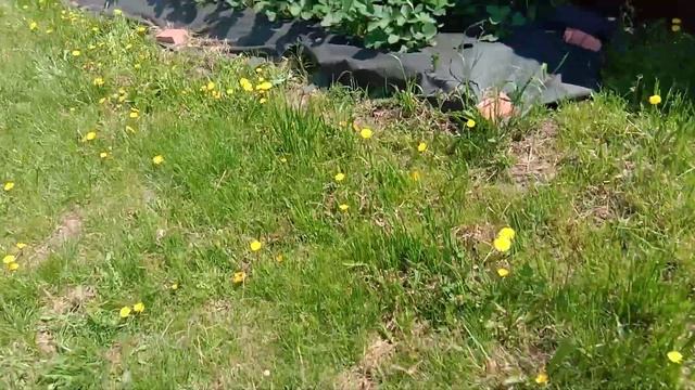 Клубника гниет смотреть онлайн