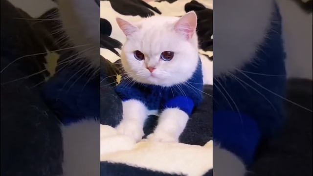 Кошка лапами мнет плед. смотреть онлайн