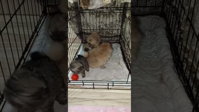 малыши тип - топ #померанскийшпиц #dog #шпиц #puppy
