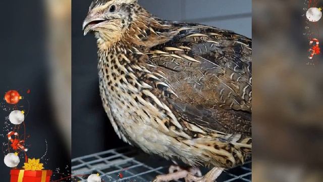 Породы перепелов и их описание! смотреть онлайн