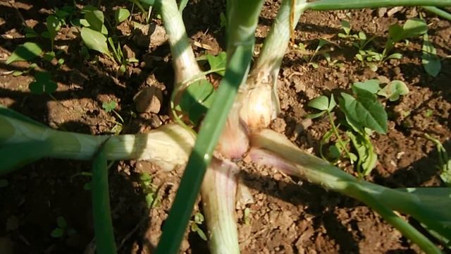 Лук-шалот. Сравнение сортов. смотреть онлайн