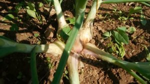 Лук-шалот. Сравнение сортов.