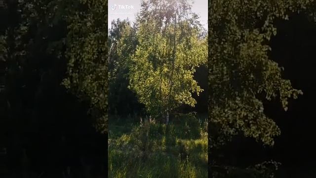 Посмотрите какая берёза причудливой формы #7 смотреть онлайн