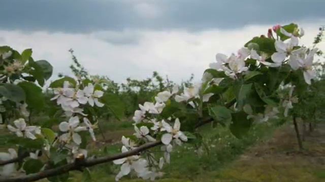 агрогородок Вистычи (Брестский район) смотреть онлайн