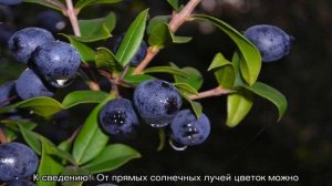 Мирт — уход в домашних условиях, как реанимировать, если он засох