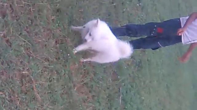 my dog Zimmy and the puupy Juli playing смотреть онлайн