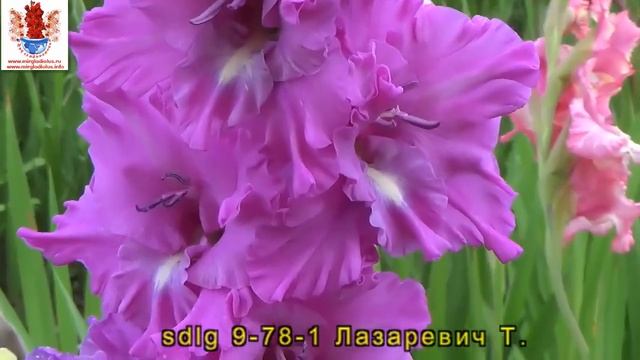 Гладиолусы 3 селекция Лазаревич Т.