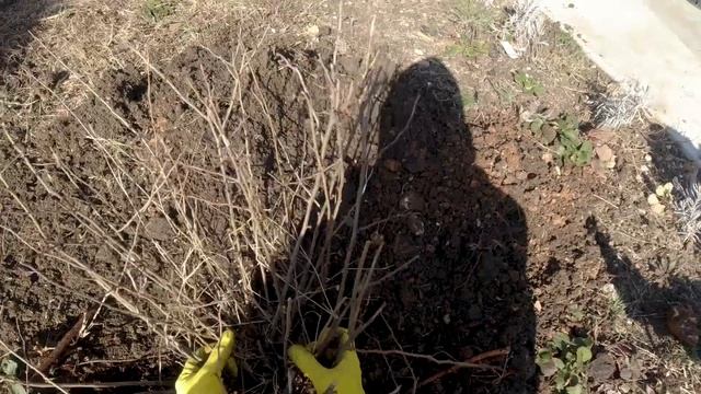 Посадка хвойных в саду, как посадить ель, пересадка куста. Весной смотреть онлайн