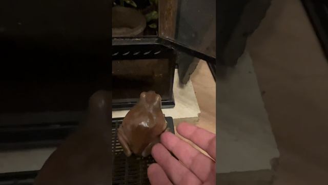 Давай домой!!!2-я часть!!! #москва #zoolife #zoo #zooanimals #shortvideo #лягушка #побег #домой смотреть онлайн