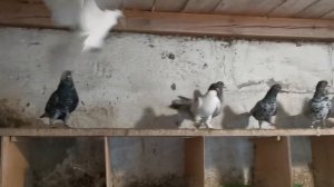 #pegions Племенные бакинские и узбекские бойные голуби #бойныеголуби2022