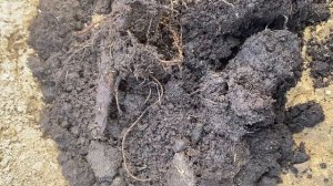 Инжир в Подмосковье. Наш опыт 2023