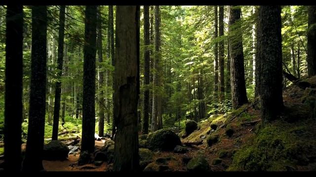 Спокойная расслабляющая музыка для глубокого сна, медитации смотреть онлайн