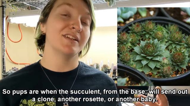 Beginner's Guide to Happy Plants: Succulents 101 смотреть онлайн