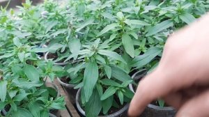 ЛЬВИНЫЙ ЗЕВ нужно Прищипывать или нет Если вытянулся куст