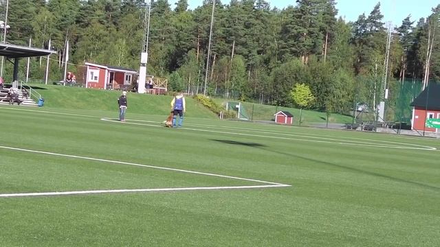 NoM i bruks & IPO 2015. SKYDDS lydnad, startnr 3: Sverker Lindblad med Lindjax Jetson смотреть онлайн