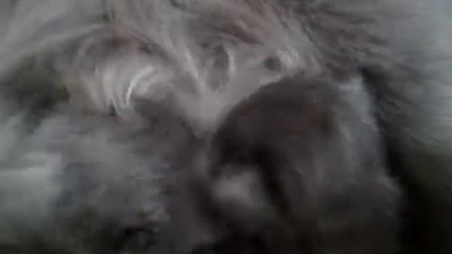 Маленькийе катёнки няшные существа смотреть онлайн