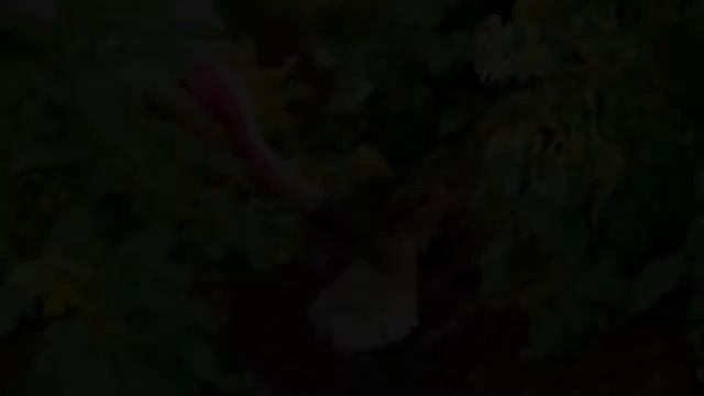 Фото Картошки Адретта смотреть онлайн