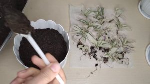 Традесканция Белоцветковая кустовая. Три разновидности. Часть моей коллекции традесканций. Пересадк