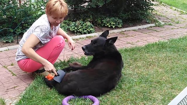 Чтоб я так жил !!! Хорошо быть кисею, хорошо собакою..... ☺☺☺ смотреть онлайн