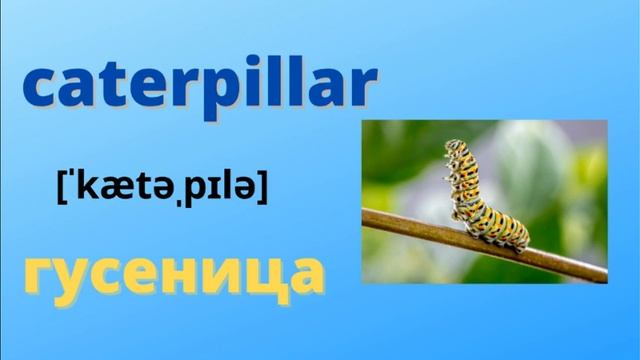 СЛОВА НА ТЕМУ "НАСЕКОМЫЕ" НА АНГЛИЙСКОМ ЯЗЫКЕ С ПЕРЕВОДОМ,ОЗВУЧКОЙ смотреть онлайн