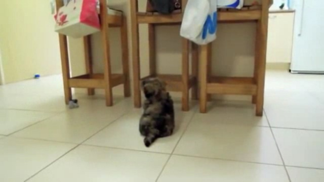 Целеустремлённый щенок смотреть онлайн