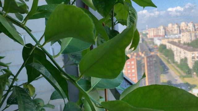 Цитрусы на лоджии | 4 июля 2022 | Тарокко , Амоа 8, завязи смотреть онлайн