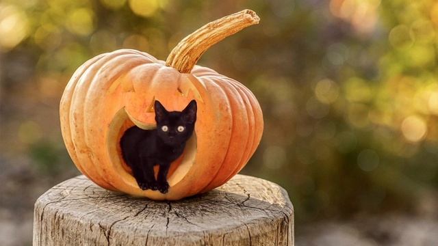 Кот в тыкве смотреть онлайн