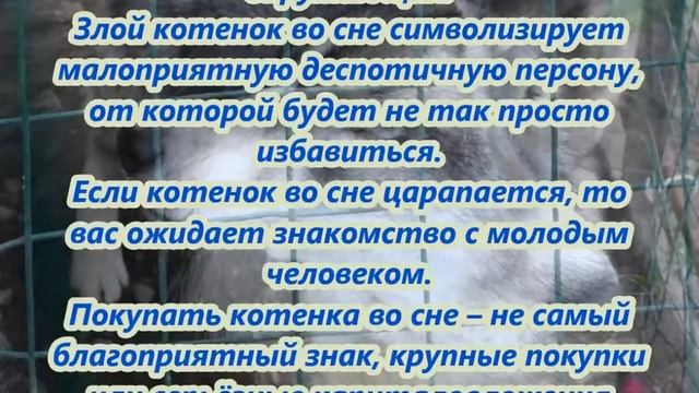 Если ночью приснился красивый и милый котенок, будьте уверены в приближении приятных хлопот или виз смотреть онлайн