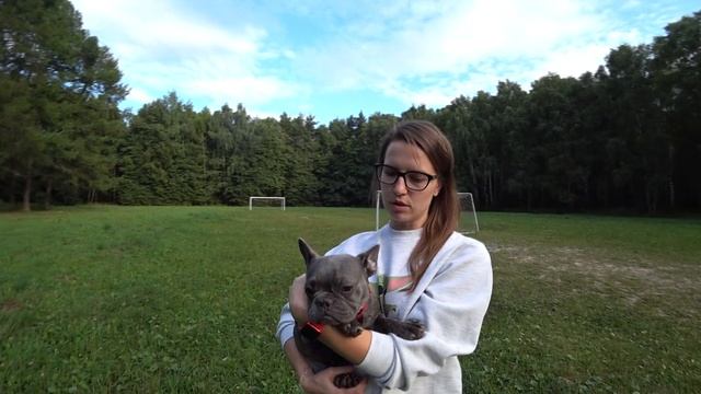 Французский Бульдог Бусинка/Голубой Окрас/#kobzevbullz #кобзевбулз смотреть онлайн