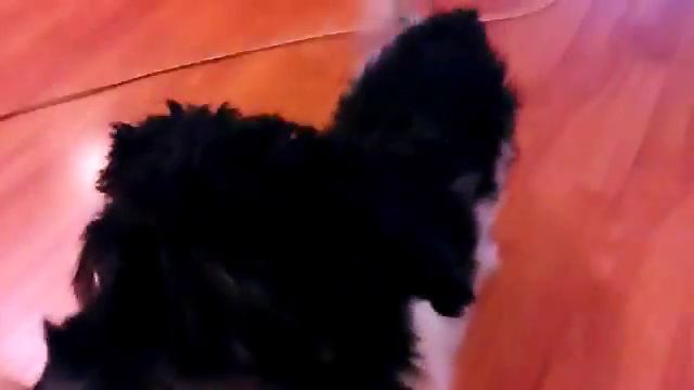 Дрессировка моей собаки! смотреть онлайн