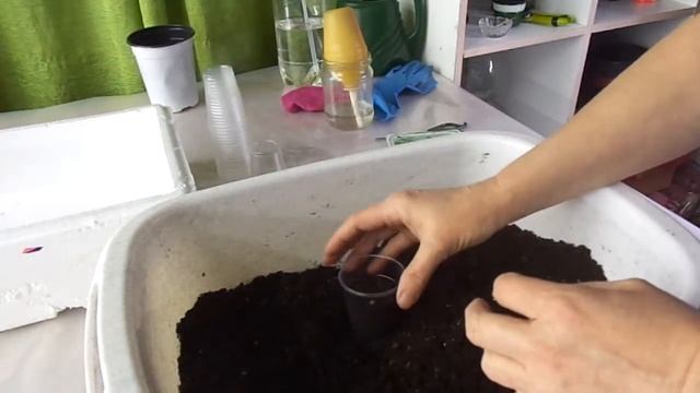 Готовим грунт для пикировки земляники смотреть онлайн