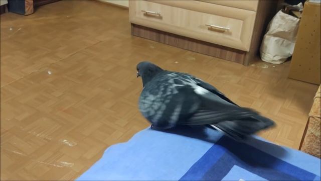 Голубь Баря хочет ногу, а не гулю смотреть онлайн