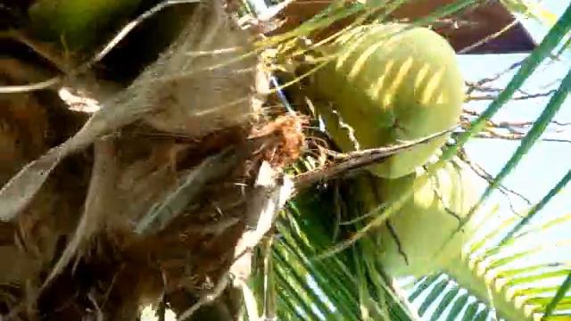 Пальма с кокосами смотреть онлайн