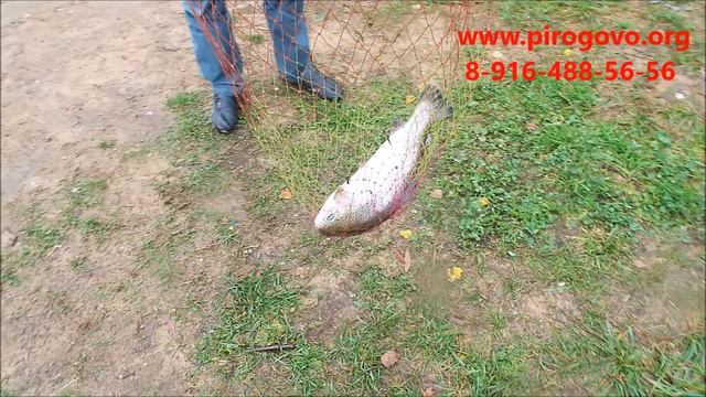 Платная рыбалка в Пирогово-Коргашино смотреть онлайн